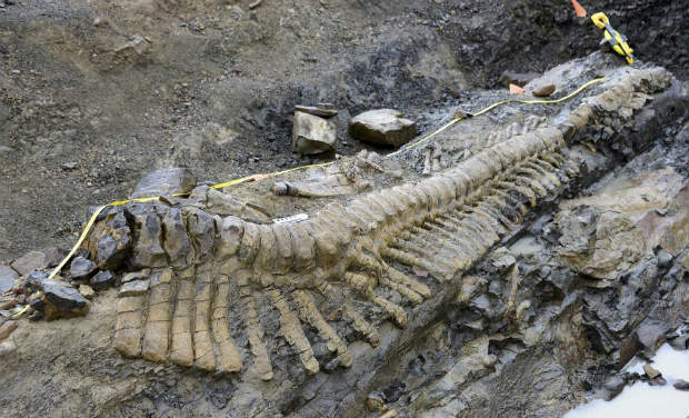 dinosaur tail.jpg_0_0