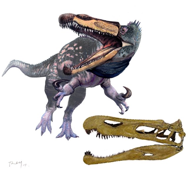 Suchomimus F