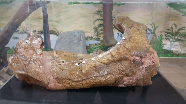 20150725_133507CCcoronoid