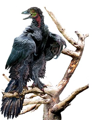 Archaeopt ASCModifiedB