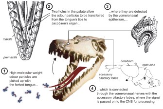 Schulp-2005-Did mosasaurs have forked tongues-3-7