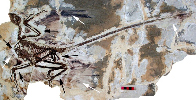 microraptor_gui-fossil