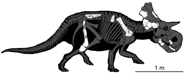 Yehuecauhceratops mudei NEW ver-2 with skeleton.jpg