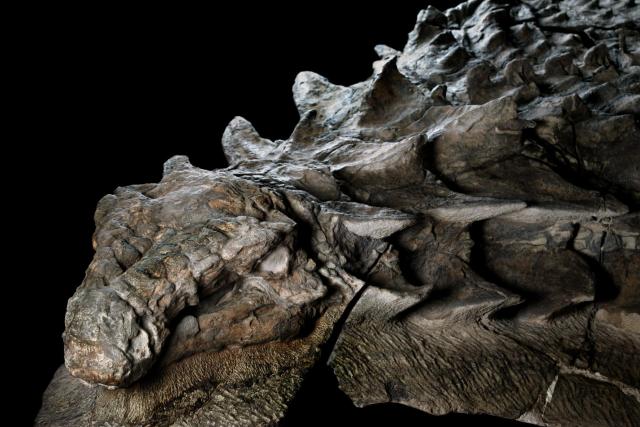 nodosaur-fossil-canadian-mine-face.adapt.1900.1