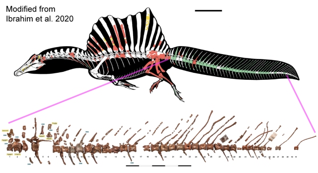 spinosaurus tail 2020.jpg